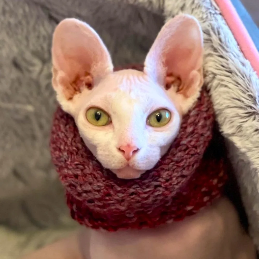NEW - Handmade Ombré | Calming Scarf | Cowl Scarf | Circle Scarf for Sphynx Cat - Picture 2 of 8